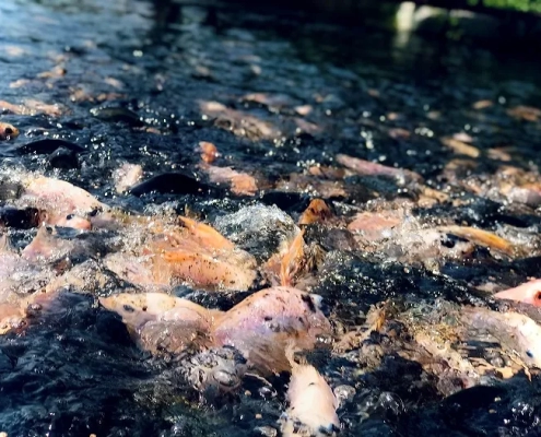 jual benih ikan sukamara