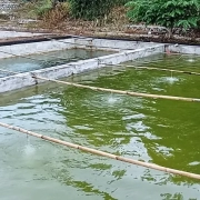 manfaat aerasi kolam ikan