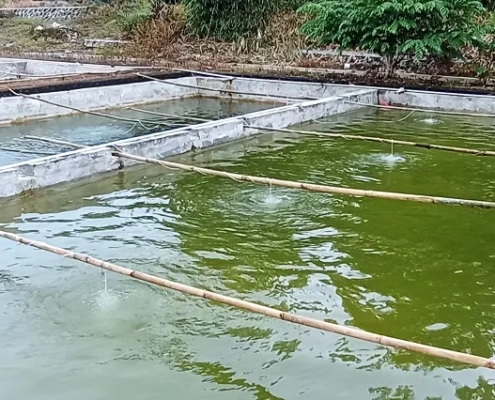 manfaat aerasi kolam ikan