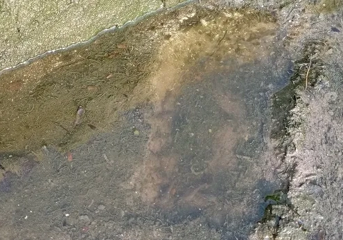 pendederan larva lele dumbo