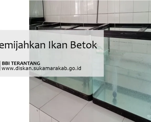 cara membedakan ikan betok jantan dan betina