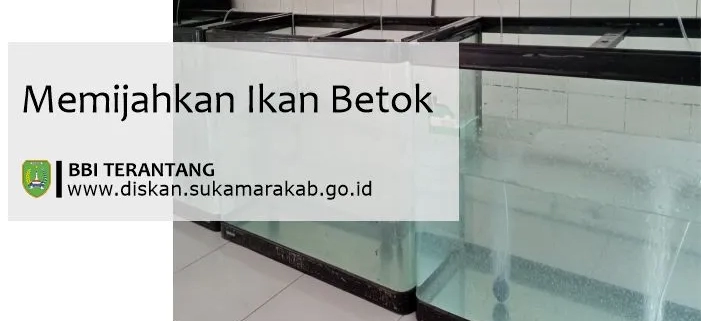 cara membedakan ikan betok jantan dan betina