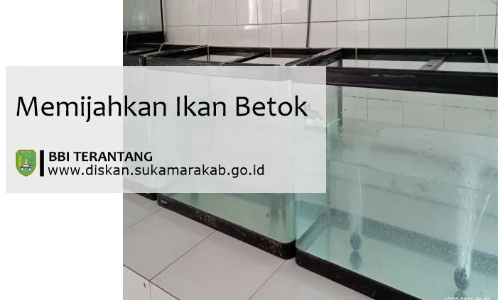 cara membedakan ikan betok jantan dan betina