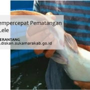 cara mempercepat pematangan gonad lele