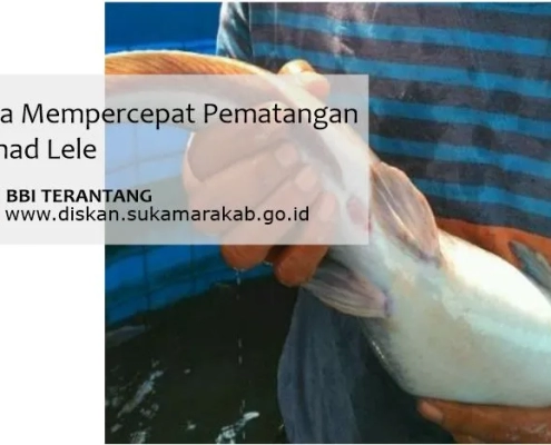 cara mempercepat pematangan gonad lele