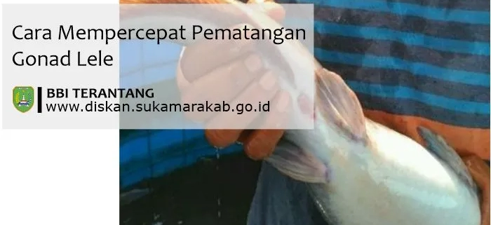 cara mempercepat pematangan gonad lele