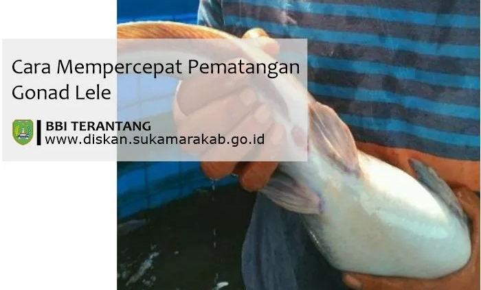 cara mempercepat pematangan gonad lele