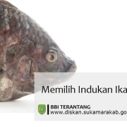 memilih calon indukan ikan nila