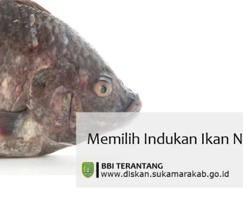 memilih calon indukan ikan nila