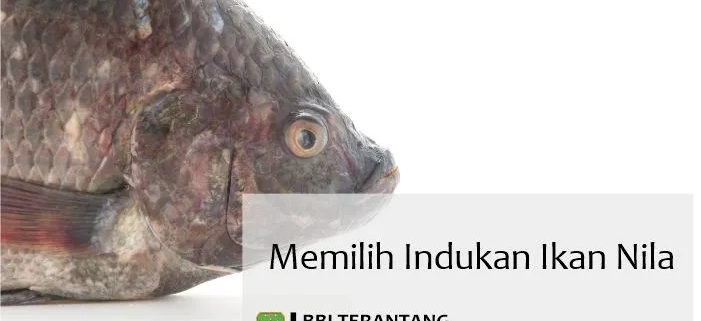 memilih calon indukan ikan nila