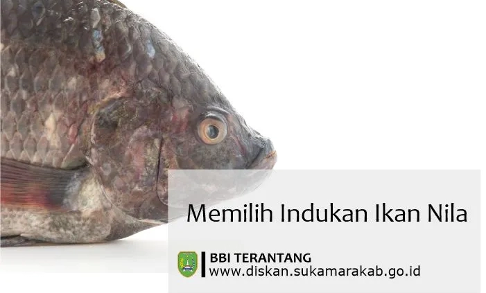 memilih calon indukan ikan nila