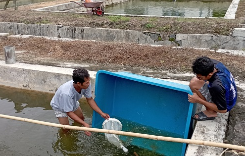 pendedera larva lele hasil pemijahan secara alami