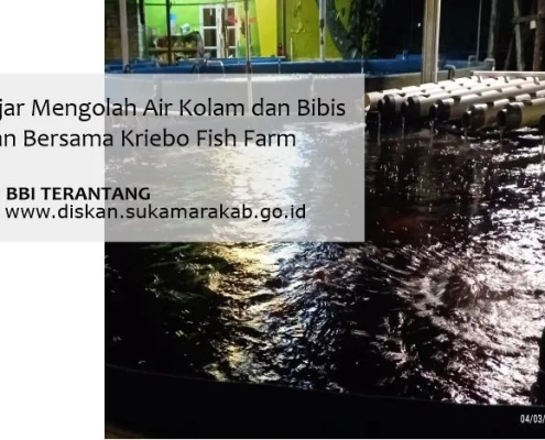 belajar bibis pakan ikan nila