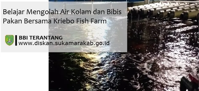 belajar bibis pakan ikan nila