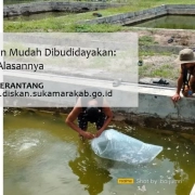 ikan patin mudah dibudidayakan