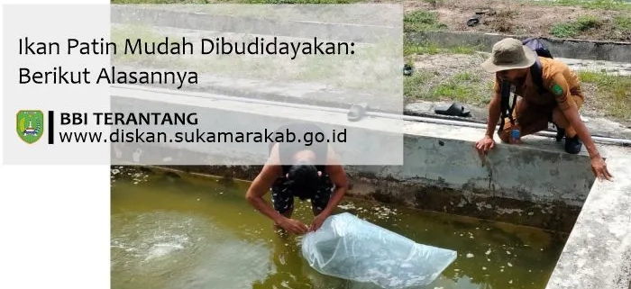 ikan patin mudah dibudidayakan